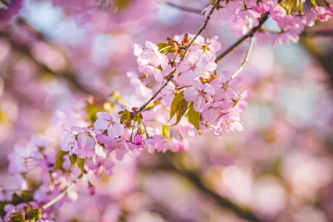 خلفية أزهار الكرز بدقة 4K · nature · 3840×2560