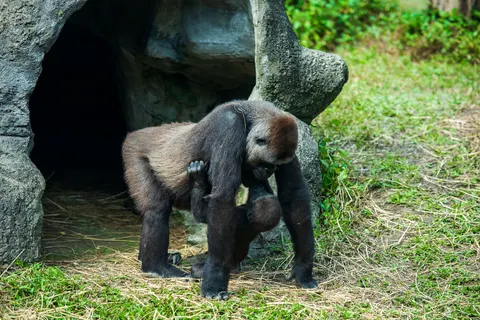 Sfondo Gorilla 4K · animals · 3840×2560