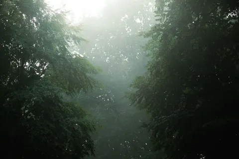 Foggy Forest 4K Wallpaper · nature · 3840×2560