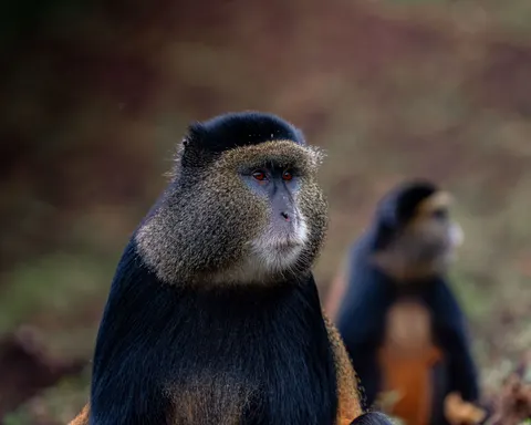 Gorilla 4K Wallpaper · animals · 3840×3072
