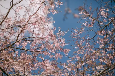 벚꽃 4K 배경화면 · nature · 3840×2560