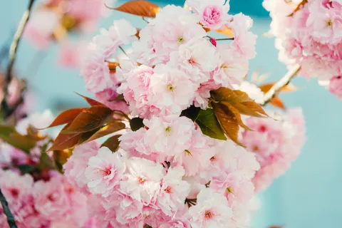 Cherry Blossom 4K Wallpaper · nature · 3840×2563