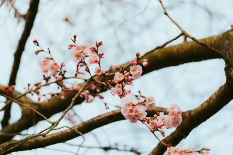 Kirschblüte 4K Hintergrundbild · nature · 3840×2563