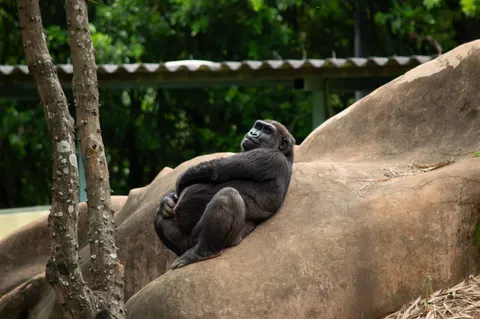 Gorilla 4K-achtergrond · animals · 3840×2553