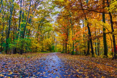 Herbstwald 4K Hintergrundbild · nature · 3840×2563