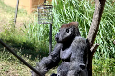Gorilla 4K Hintergrundbild · animals · 3840×2560