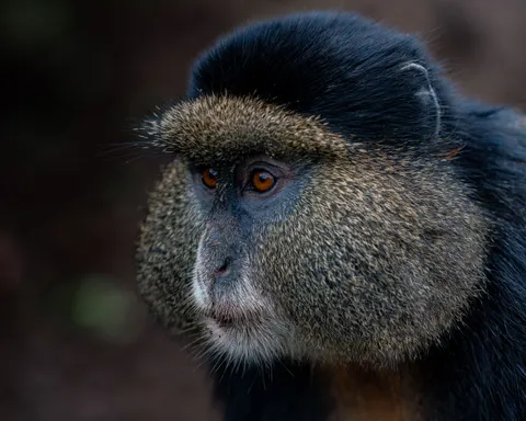 Обои Горилла 4K · animals · 3840×3072