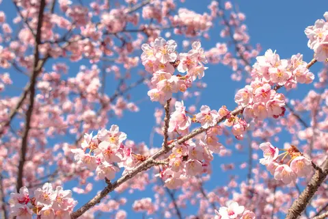 벚꽃 4K 배경화면 · nature · 3840×2560