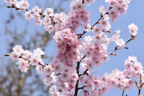Cherry Blossom 4K Wallpaper · nature · 3840×2560