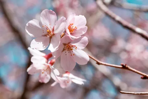 Fond d'écran Fleur de cerisier 4K · nature · 3840×2560