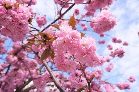 Kirschblüte 4K Hintergrundbild · nature · 3840×2560