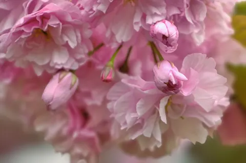 Cherry Blossom 4K Wallpaper · nature · 3840×2557