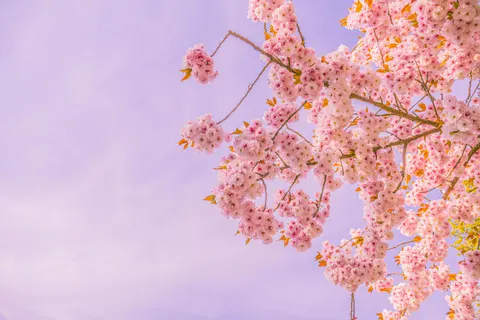 خلفية أزهار الكرز بدقة 4K · nature · 3840×2560