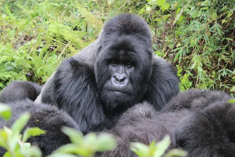Gorilla 4K Hintergrundbild · animals · 3840×2560