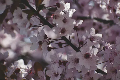 樱花 4K壁纸 · nature · 3840×2560
