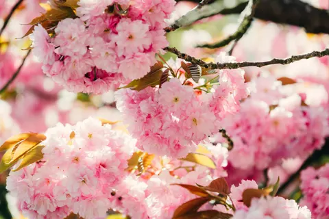 Fond d'écran Fleur de cerisier 4K · nature · 3840×2563