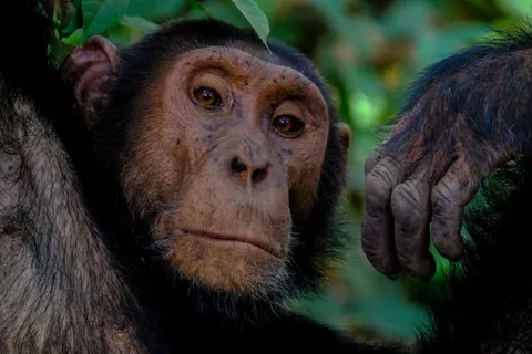 Gorilla 4K-achtergrond · animals · 3840×2560