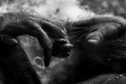 Wallpaper Gorila 4K · animals · 3840×2563