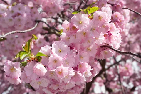 Fond d'écran Fleur de cerisier 4K · nature · 3840×2555