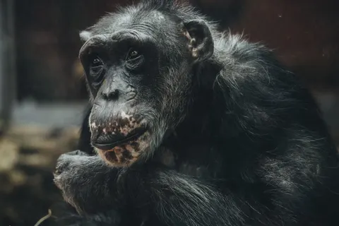 Fondo de pantalla Gorila 4K · animals · 3840×2560