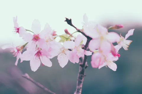 Fond d'écran Fleur de cerisier 4K · nature · 3840×2560