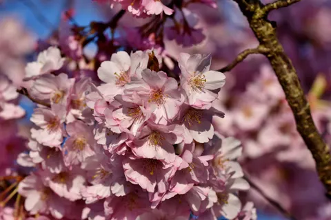 Cherry Blossom 4K Wallpaper · nature · 3840×2560