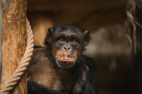 Gorilla 4K-achtergrond · animals · 3840×2560