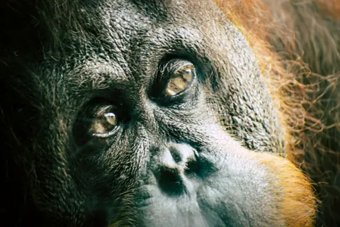 Gorilla 4K Hintergrundbild · animals · 3840×2560
