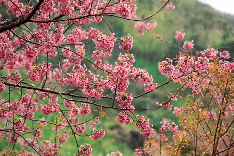 Fond d'écran Fleur de cerisier 4K · nature · 3840×2560