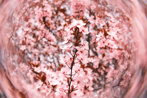 Papel de parede Flor de cerejeira 4K · nature · 3840×2560