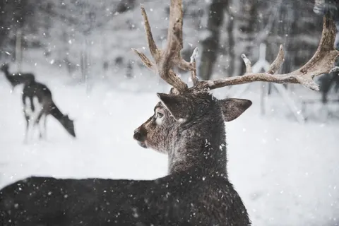 बर्फ में हिरण 4K वॉलपेपर · animals · 3840×2560