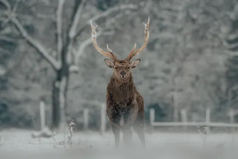 Kardaki Geyik 4K Duvar Kağıdı · animals · 3840×2560