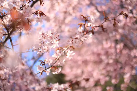 Fondo de pantalla Flor de cerezo 4K · nature · 3840×2561