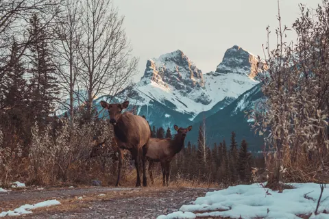 Papel de parede Cervo na Neve 4K · animals · 3840×2560