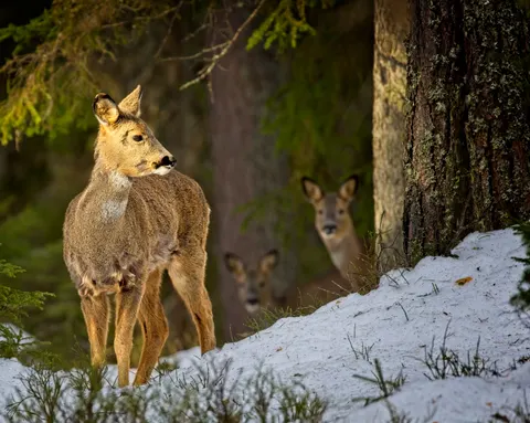 Kardaki Geyik 4K Duvar Kağıdı · animals · 3840×3071