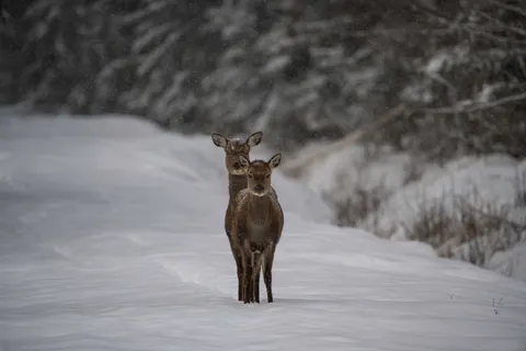 Papel de parede Cervo na Neve 4K · animals · 3840×2560