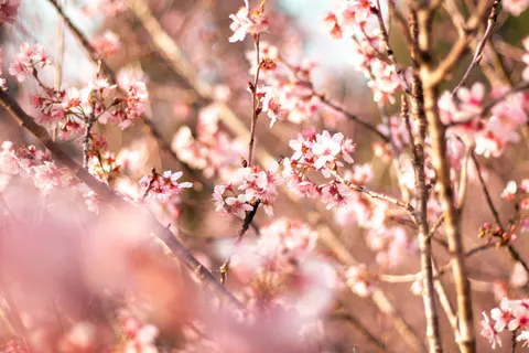 Cherry Blossom 4K Wallpaper · nature · 3840×2560