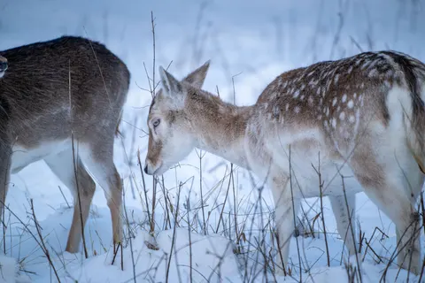 雪中的鹿 4K壁纸 · animals · 3840×2560