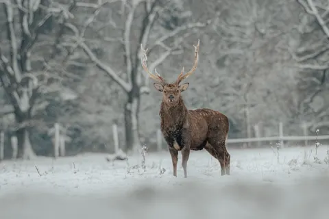 Kardaki Geyik 4K Duvar Kağıdı · animals · 3840×2560