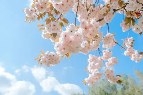 خلفية أزهار الكرز بدقة 4K · nature · 3840×2560