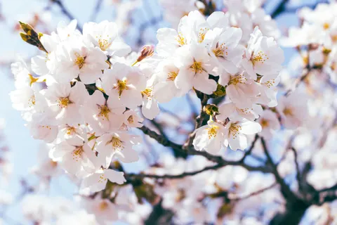 Cherry Blossom 4K Wallpaper · nature · 3840×2560