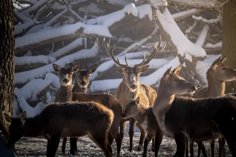 बर्फ में हिरण 4K वॉलपेपर · animals · 3840×2560
