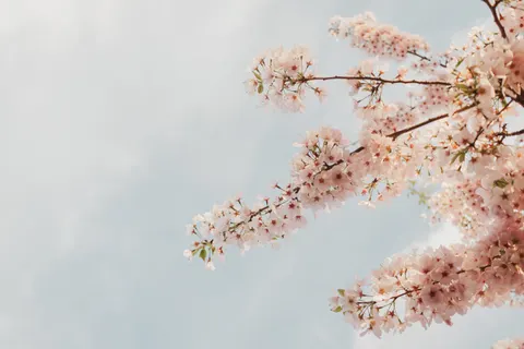 خلفية أزهار الكرز بدقة 4K · nature · 3840×2560