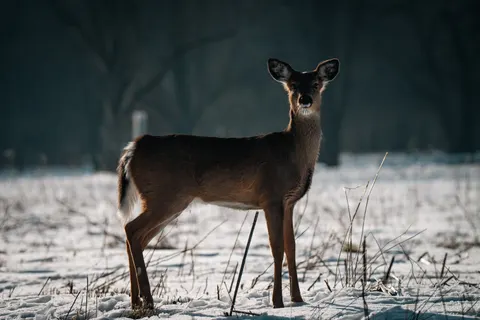 雪中的鹿 4K壁纸 · animals · 3840×2560