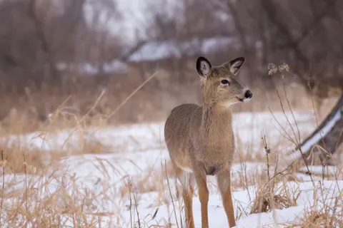 Kardaki Geyik 4K Duvar Kağıdı · animals · 3840×2563