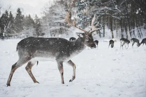 雪中的鹿 4K壁纸 · animals · 3840×2560