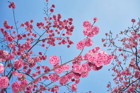 Cherry Blossom 4K Wallpaper · nature · 3840×2560