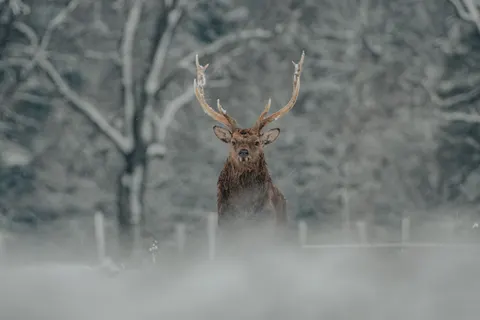 雪中的鹿 4K壁纸 · animals · 3840×2560
