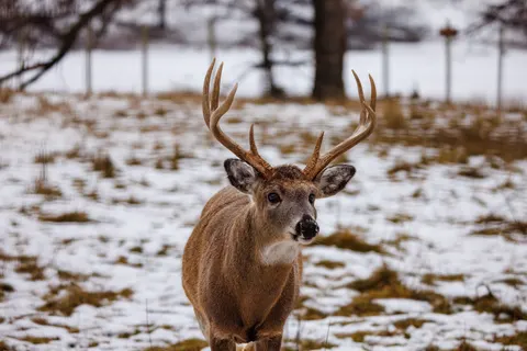 Kardaki Geyik 4K Duvar Kağıdı · animals · 3840×2561
