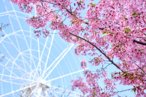 Kirschblüte 4K Hintergrundbild · nature · 3840×2560